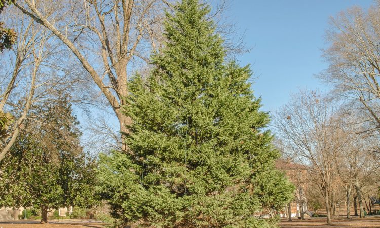 Cedar