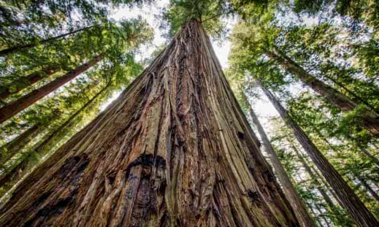 Redwood